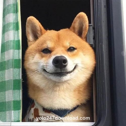 User Avatar - Advait